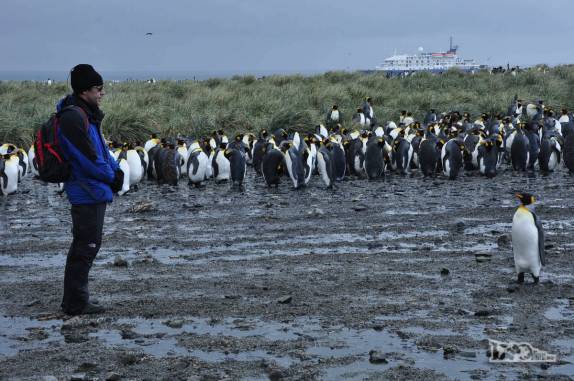 Interagindo com pinguins rei em Salisbury Plain, na Geórgia do Sul